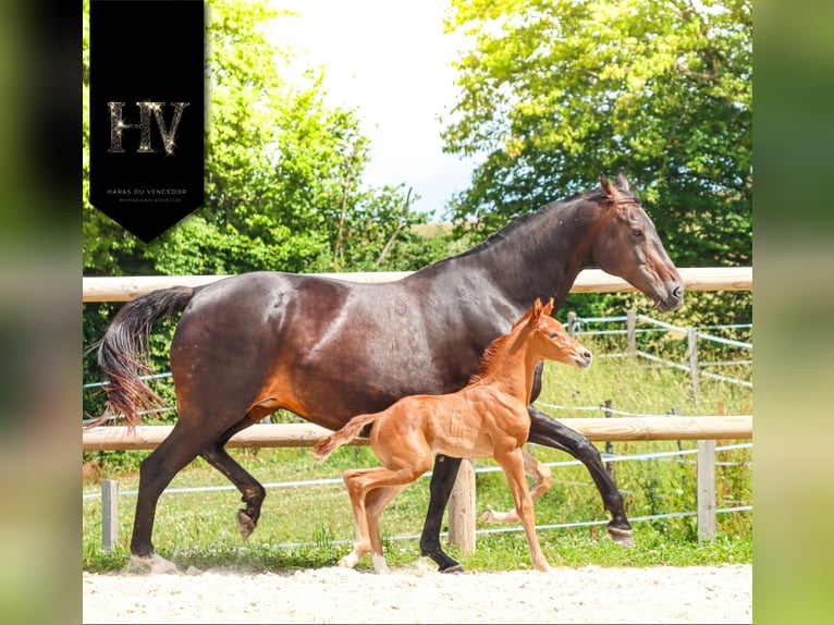 KWPN Étalon  Alezan in Marly-sous-Issy