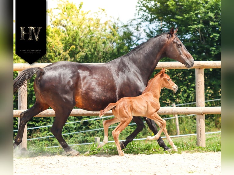 KWPN Étalon  Alezan in Marly-sous-Issy