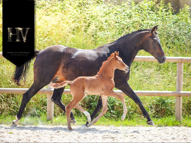 KWPN Étalon  Alezan in Marly-sous-Issy