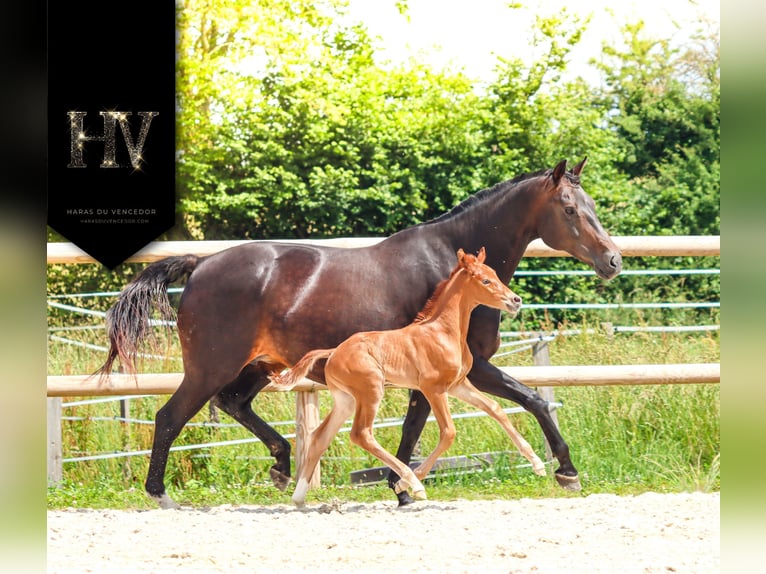 KWPN Étalon  Alezan in Marly-sous-Issy
