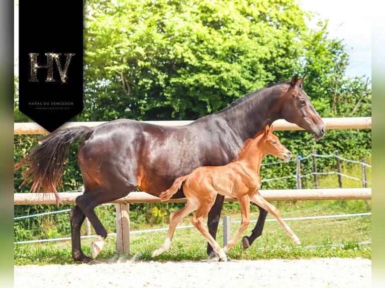 KWPN Étalon  Alezan in Marly-sous-Issy