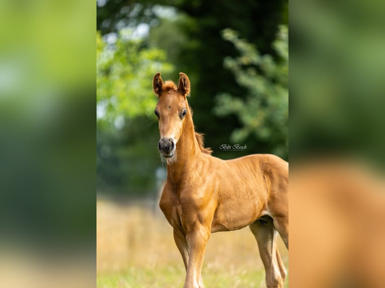 KWPN Étalon Poulain (06/2025) Alezan in Zeeland