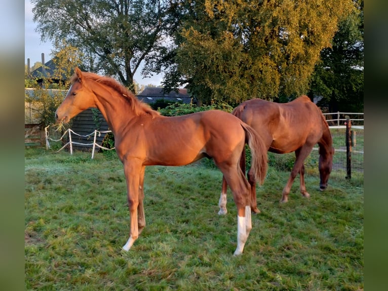 KWPN Étalon Poulain (04/2024) Alezan in Zeeland