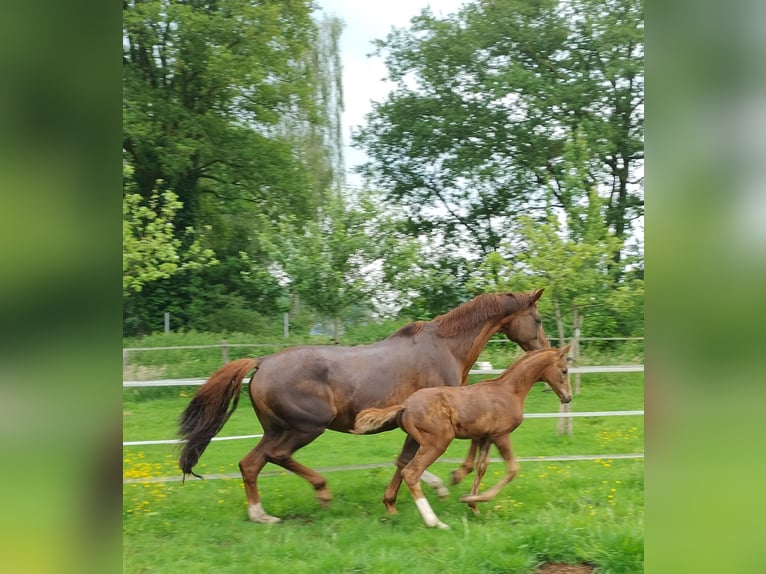 KWPN Étalon Poulain (04/2024) Alezan in Zeeland