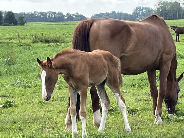 KWPN Étalon  Alezan in Emmen