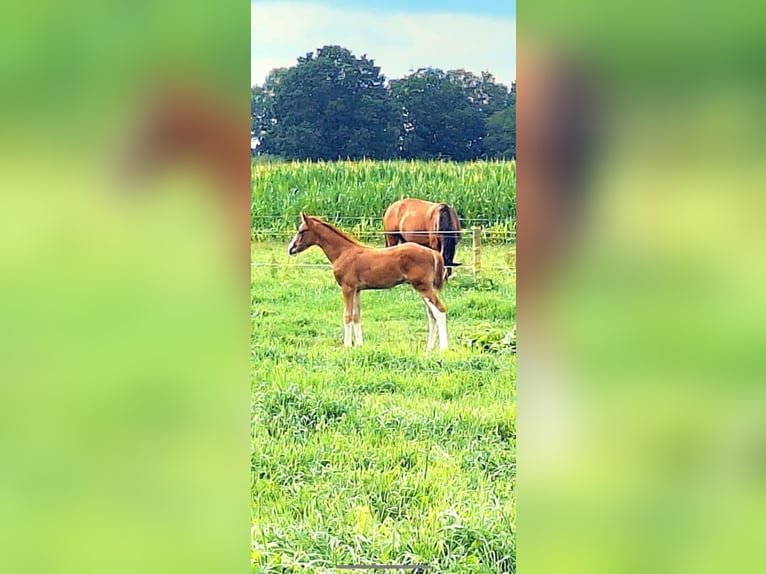 KWPN Étalon  Alezan in Emmen