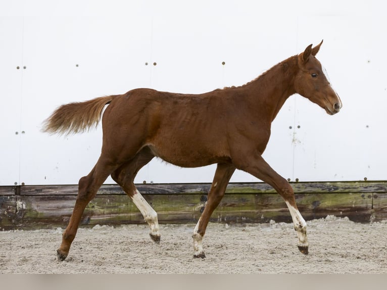 KWPN Étalon Poulain (06/2024) Alezan in Waddinxveen