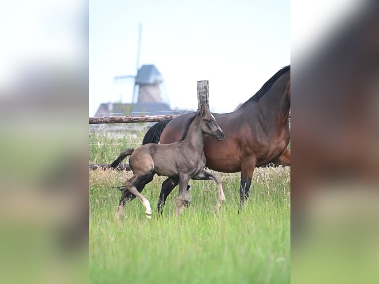 KWPN Étalon Poulain (04/2024) Bai brun in Dilsen Stokkem