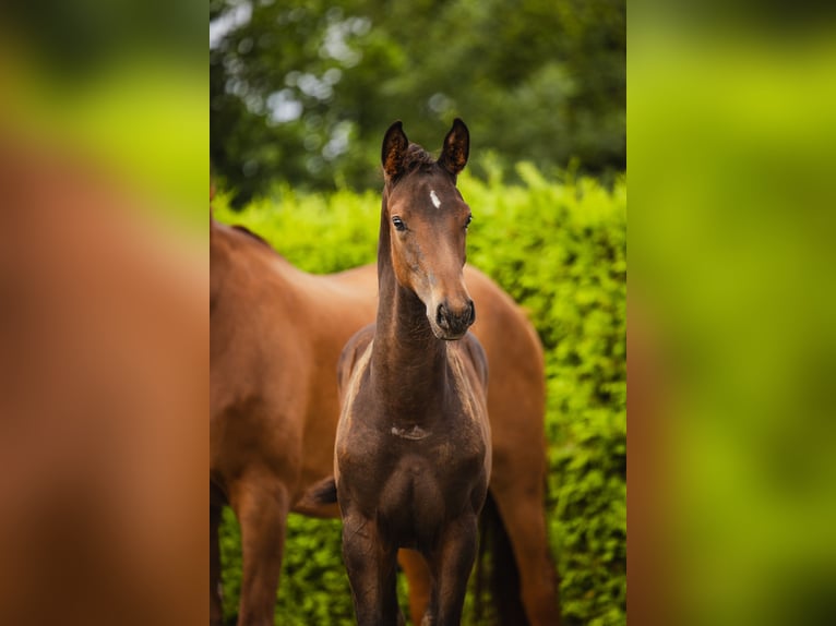 KWPN Étalon Poulain (05/2024) Bai brun in Hazerswoude-Dorp