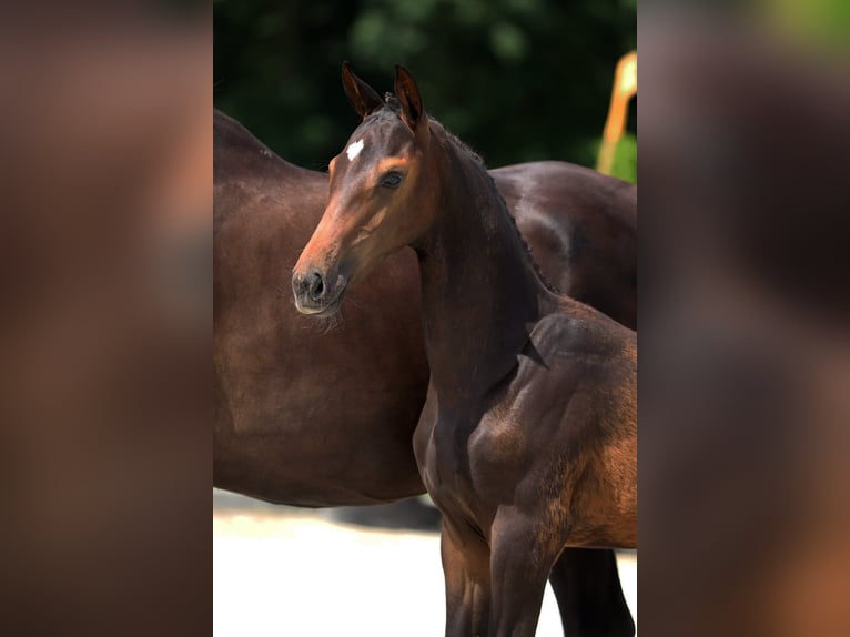 KWPN Étalon Poulain (04/2025) Bai brun in Neede