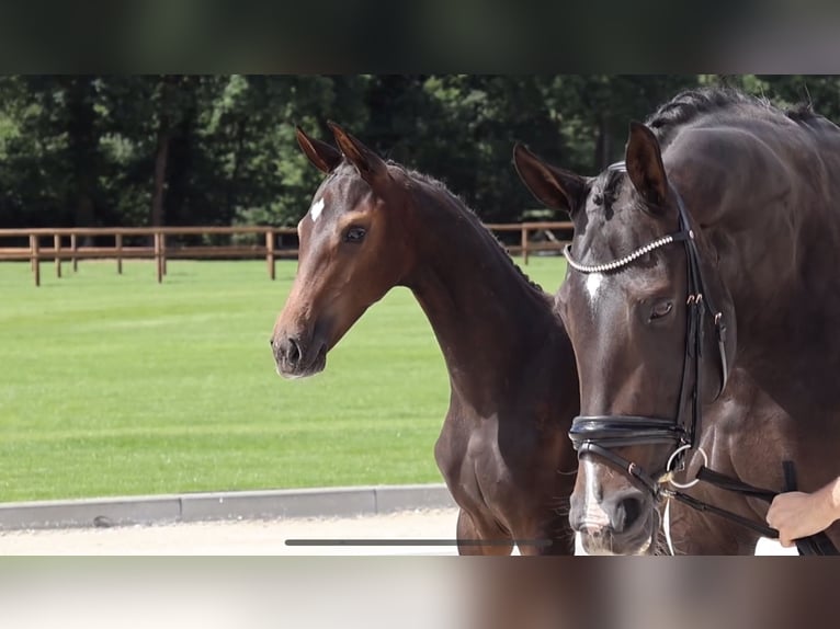 KWPN Étalon Poulain (04/2025) Bai brun in Neede