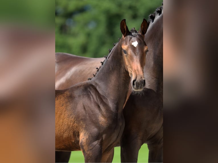 KWPN Étalon Poulain (04/2025) Bai brun in Neede