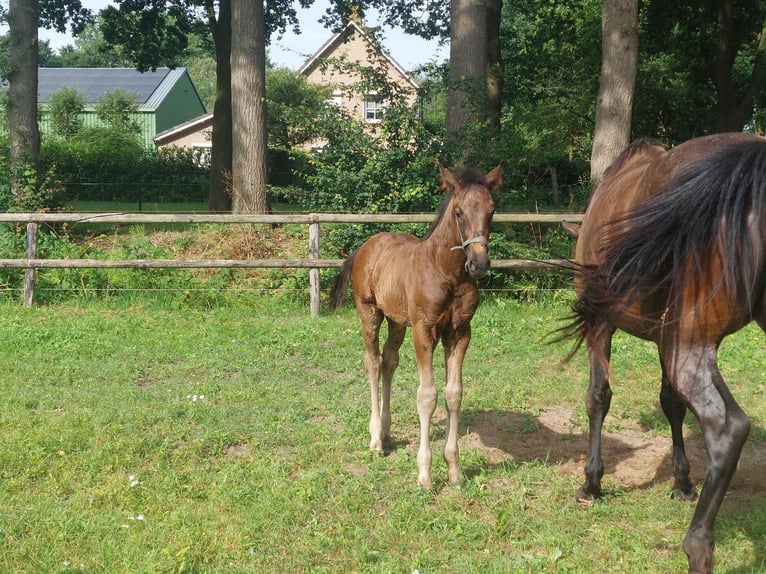 KWPN Étalon Poulain (05/2026) Bai brun in Nuland