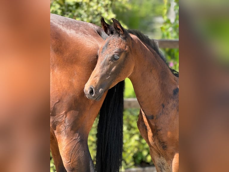 KWPN Étalon Poulain (05/2024) Bai brun in Rijsenhout