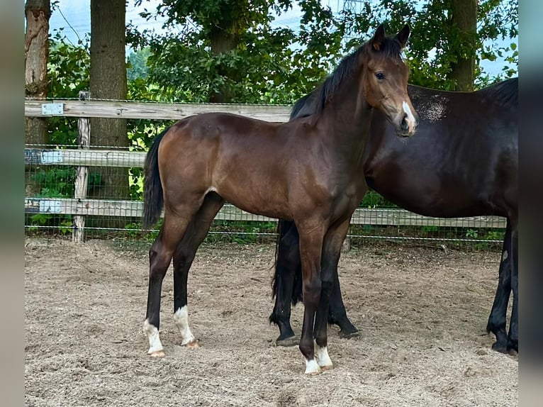 KWPN Étalon Poulain (02/2025) Bai brun in Slagharen