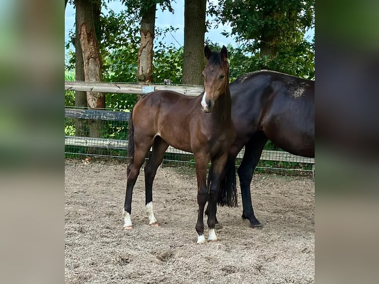 KWPN Étalon Poulain (02/2025) Bai brun in Slagharen