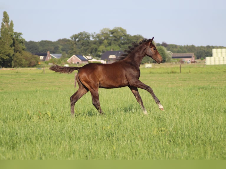 KWPN Étalon Poulain (04/2024) Bai brun in GROTE-BROGEL