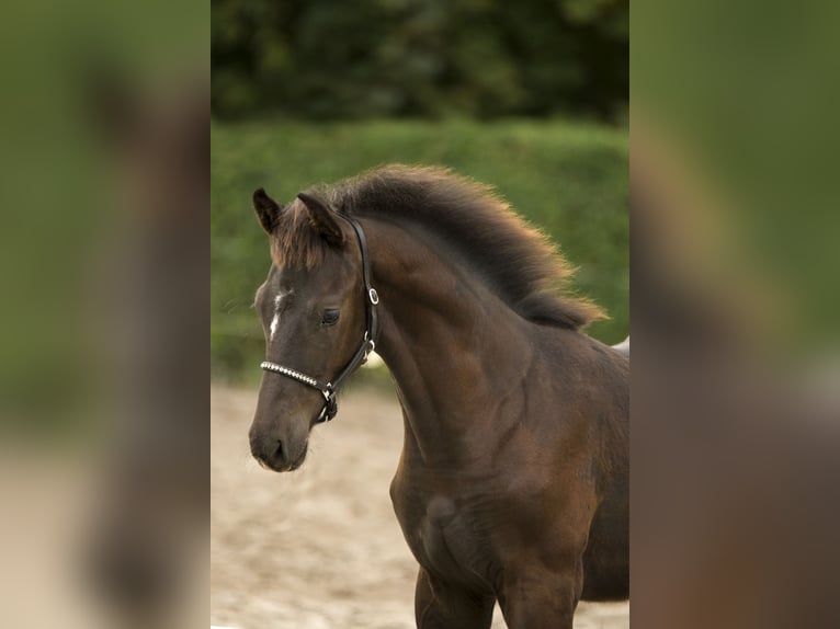 KWPN Étalon Poulain (06/2024) Bai brun foncé in Dronten