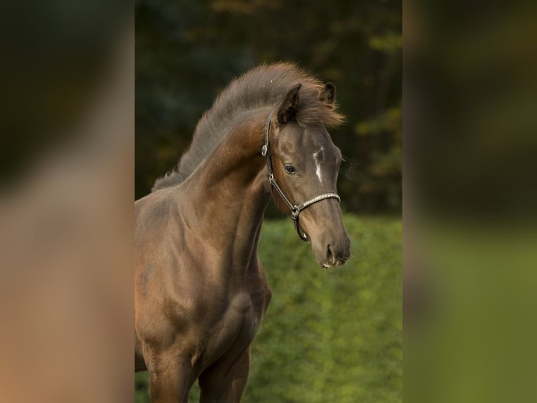 KWPN Étalon Poulain (06/2024) Bai brun foncé in Dronten