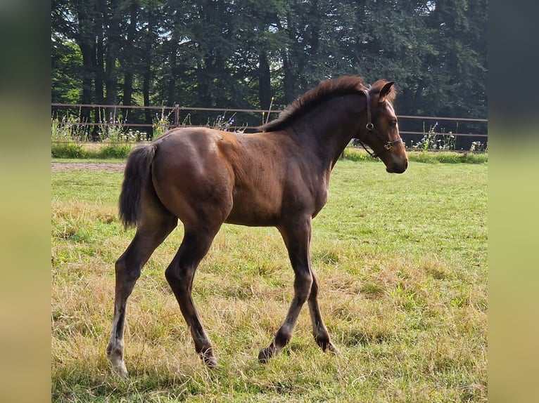 KWPN Étalon Poulain (05/2024) Bai brun foncé in Hummelo