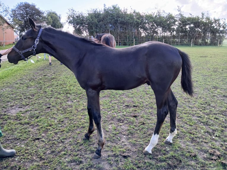 KWPN Étalon Poulain (04/2025) Bai brun in Lunde