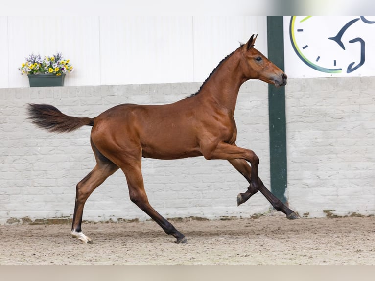 KWPN Étalon Poulain (02/2026) Bai cerise in Heerde