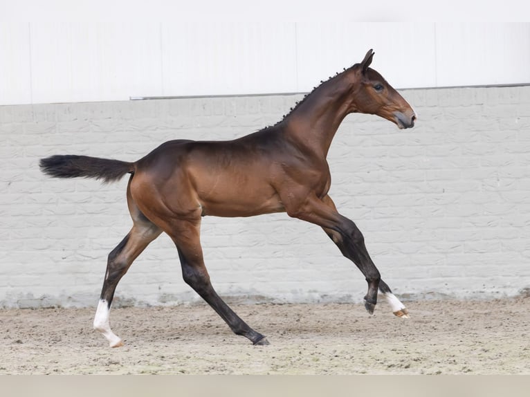 KWPN Étalon  Bai cerise in Heerde