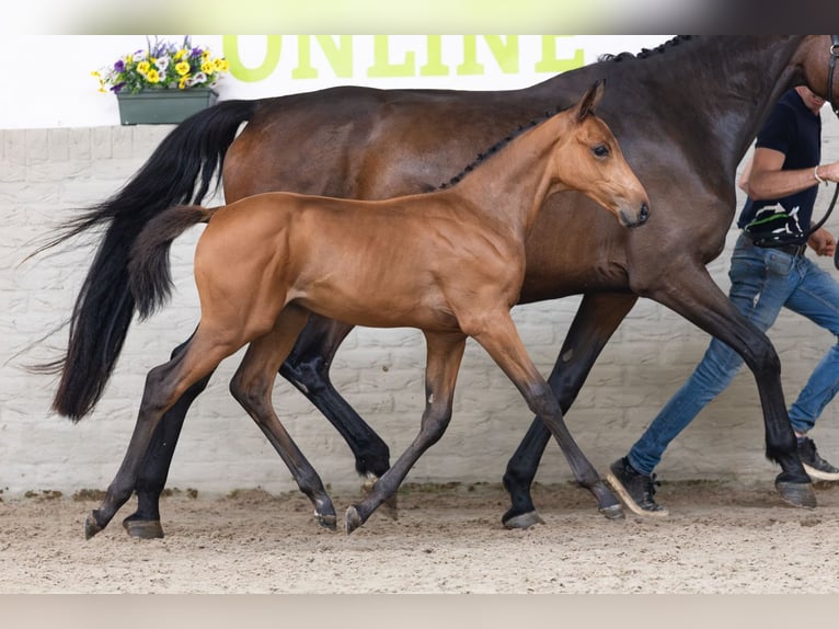 KWPN Étalon Poulain (04/2026) Bai cerise in Heerde