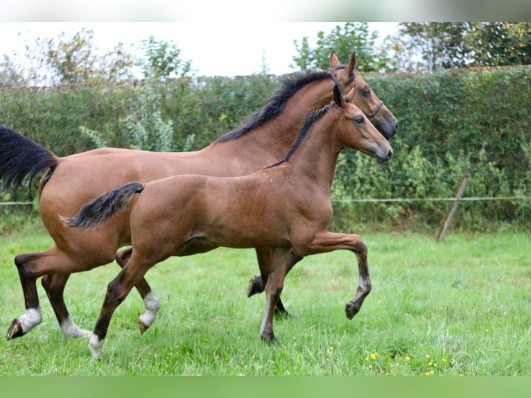 KWPN Croisé Étalon Poulain (05/2024) Bai in Wijhe