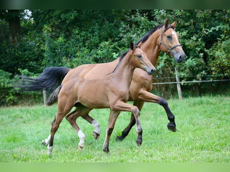 KWPN Croisé Étalon Poulain (05/2024) Bai in Wijhe