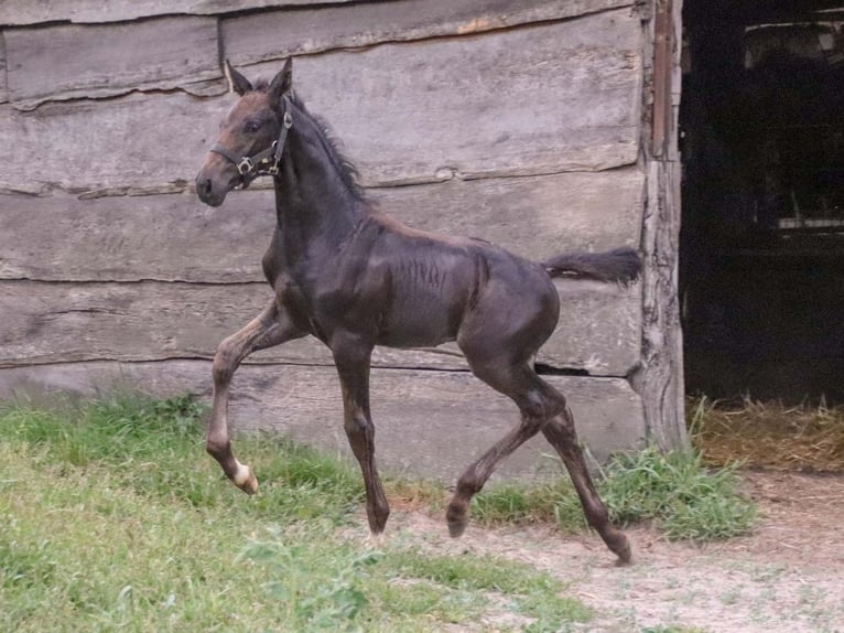 KWPN Étalon Poulain (06/2024) Bai in DESTELBERGEN