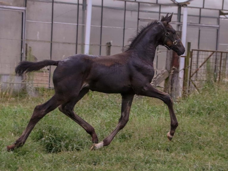 KWPN Étalon Poulain (06/2024) Bai in DESTELBERGEN