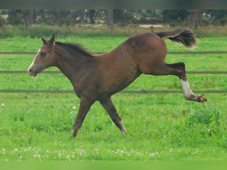 KWPN Étalon Poulain (04/2025) Bai in Eursinge
