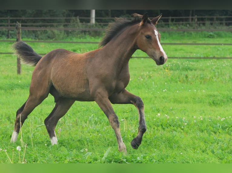 KWPN Étalon Poulain (04/2025) Bai in Eursinge
