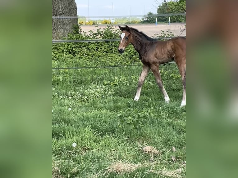 KWPN Étalon  Bai in Evergem