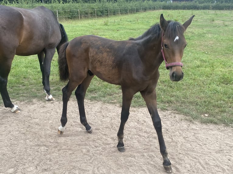 KWPN Étalon Poulain (05/2025) Bai in Kleve