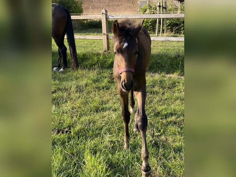 KWPN Étalon Poulain (05/2025) Bai in Kleve