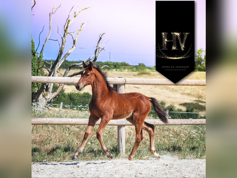 KWPN Étalon Poulain (01/2025) Bai in Marly-sous-Issy