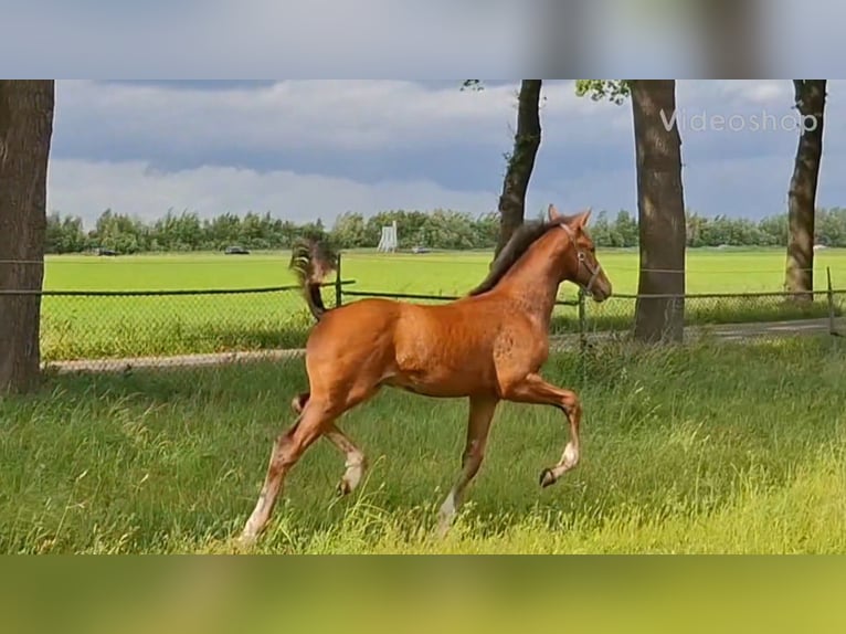 KWPN Étalon Poulain (03/2025) Bai in Roswinkel