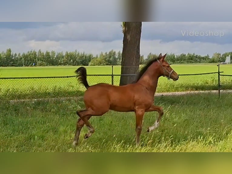 KWPN Étalon Poulain (03/2025) Bai in Roswinkel