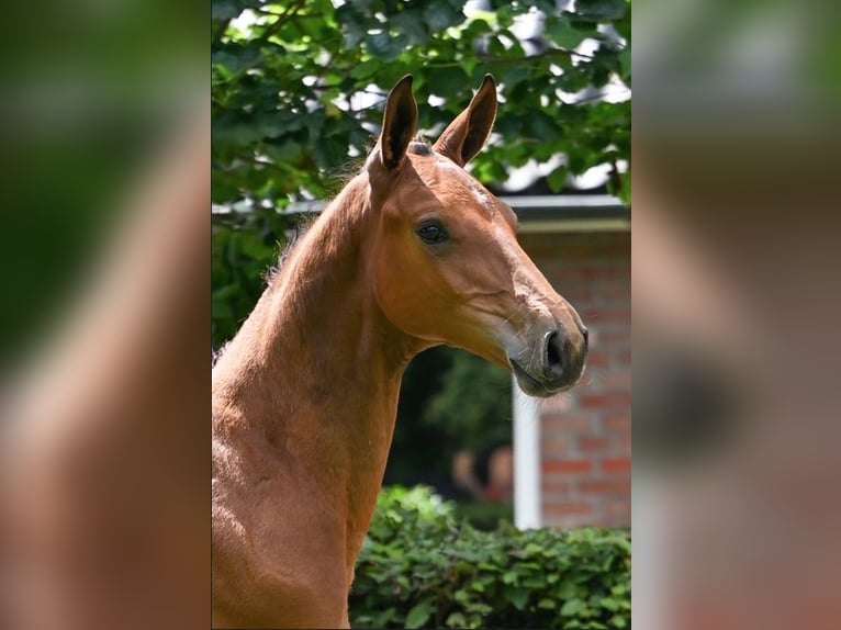 KWPN Étalon Poulain (05/2025) Bai in Zweeloo