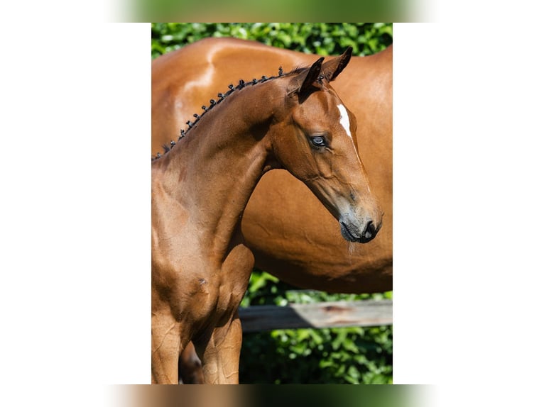 KWPN Étalon Poulain (05/2026) Bai in Heerde
