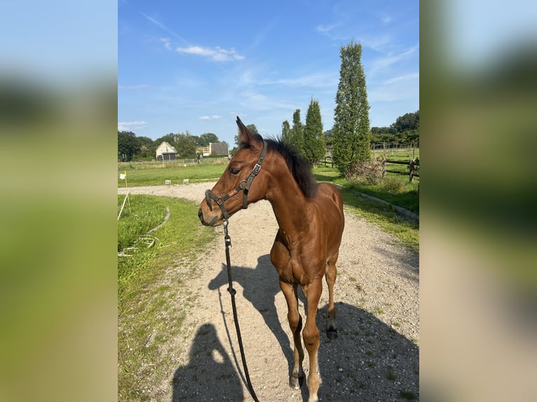 KWPN Étalon Poulain (05/2024) Bai in Klarenbeek