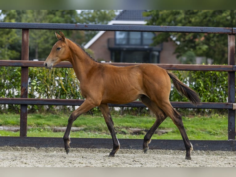 KWPN Étalon Poulain (04/2025) Bai in Waddinxveen