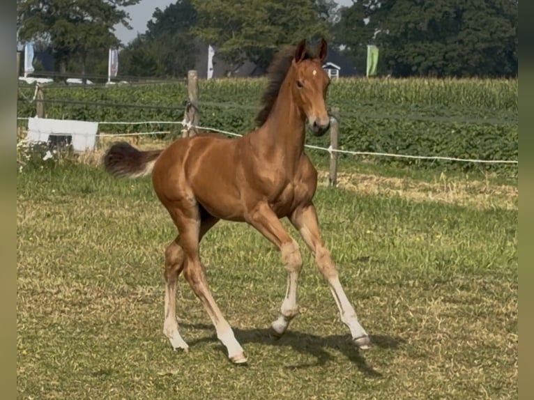 KWPN Étalon Poulain (05/2026) Bai in Wijckel