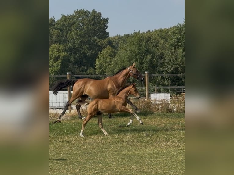 KWPN Étalon Poulain (05/2026) Bai in Wijckel