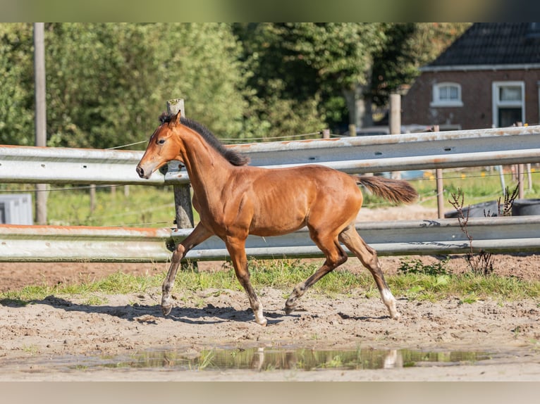 KWPN Étalon Poulain (05/2024) Bai clair in Tytsjerk