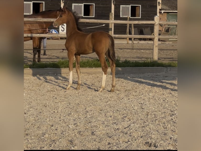 KWPN Étalon Poulain (05/2026) Bai clair in Vuren