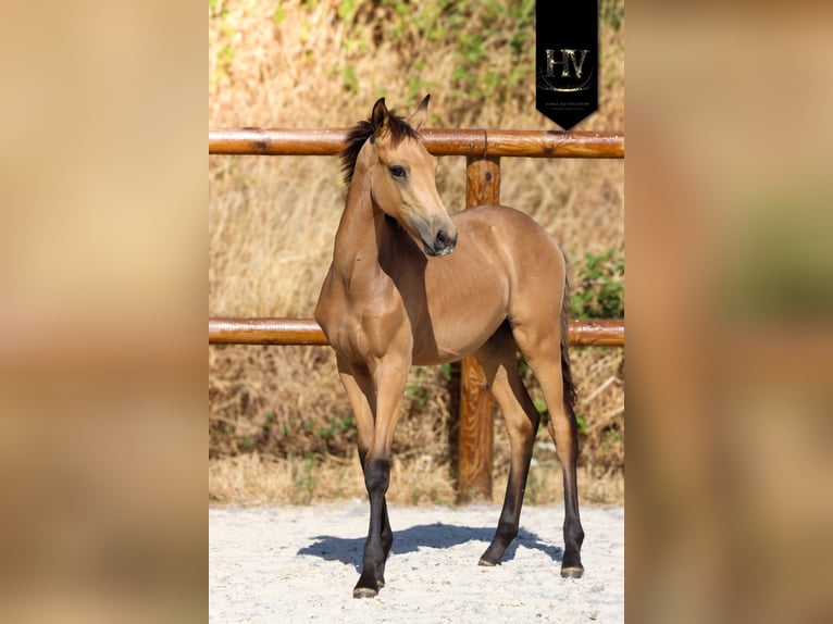 KWPN Étalon Poulain (01/2026) Buckskin in Grury