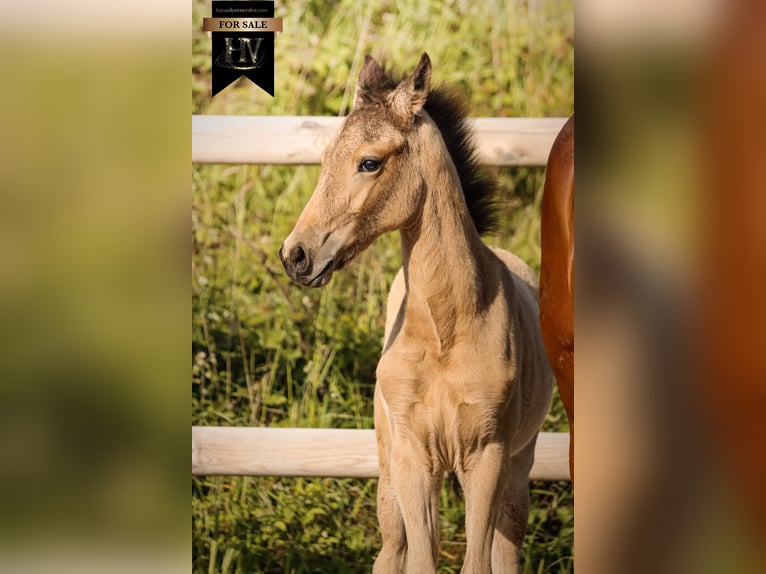 KWPN Étalon Poulain (01/2026) Buckskin in Grury